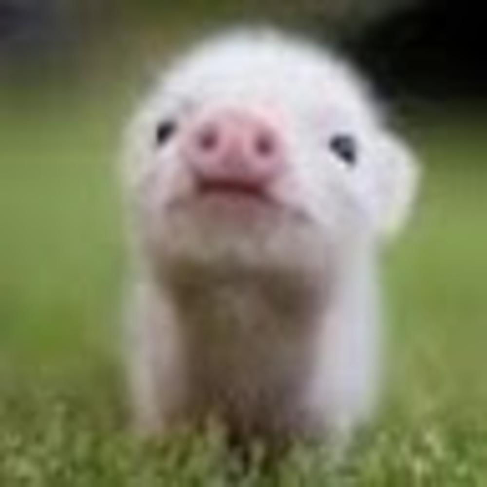 Meet your Posher, Lillian